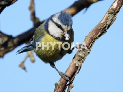 Cyanistes caeruleus